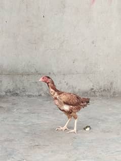 aa
