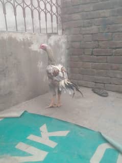 Sindhi