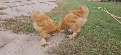 Pair