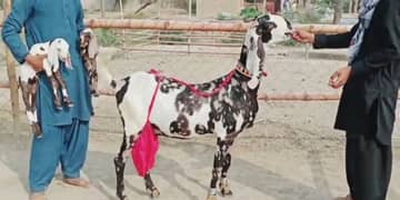 do bacchon wali bakri for sale call 03065894128