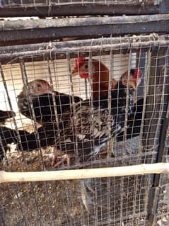 chicks