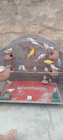 20 birds with chiks and with cage for sale