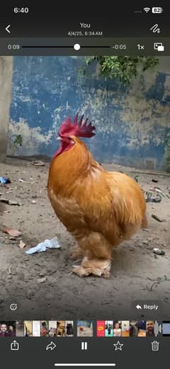 Golden and blueish white heavy buff