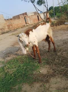 Kurbani