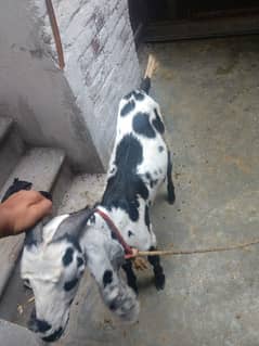 Bakra