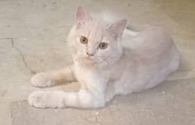 Persian