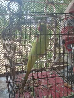 argent sell 6 month female parrot available