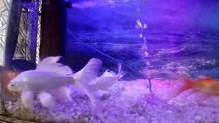 5 fishes with 2.5 feet aquarium for sale