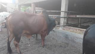 bachra