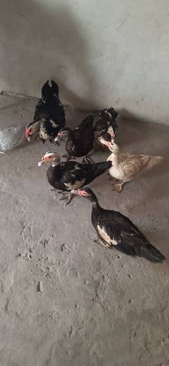 5 female 1 male