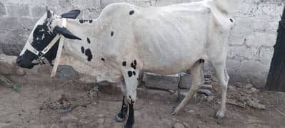 Cow sale for qurbani
