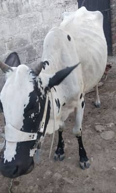 Cow sale