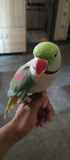 raw parrot sell