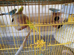 budgies for sale with cage