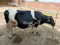 Fresian cross cow for sale
