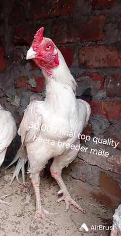 Top