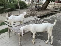 Bakra