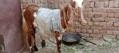 Donda bakra for sale