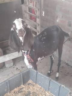 Female goats for sale