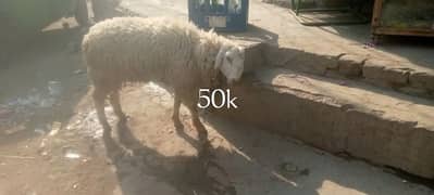 kajla or desi