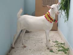 Pure gulabi fancy kodu tedda khassi 1 year age