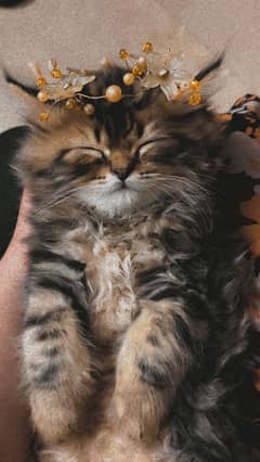 Persian