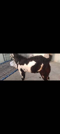 andal bakra Ghar ka janwar 03144033157