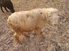 Qurbani ka janwar for sale
