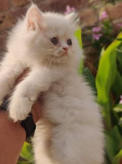 Persian hamalian british punch face piki face cat 03250387943