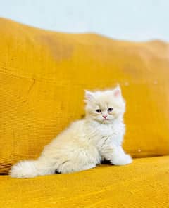 Persian