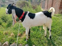 qurbani