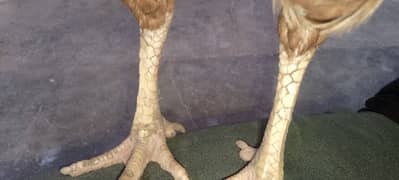 aseel pair