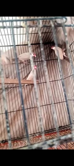 lover birds and fawn java setup for sale with cage