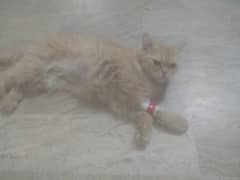 Persian Cat