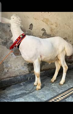 Turkey Dumba|Bakra| sheep| Chatra| دن٘بَہ |dumba | بکرا | qurbani goat
