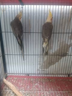 cocktail and budgie Australian pair