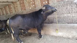 buffalo /Bachra | Katta | Wacha| Qurbani 2025| Bulls| بھنس | jhota