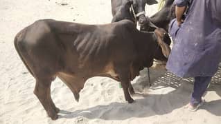 qurbani