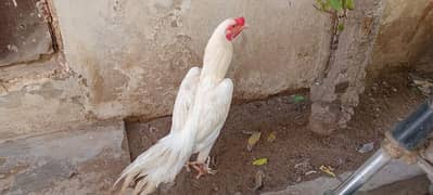 Pure aseel heera murgha