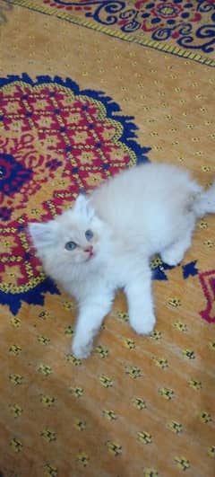 Kitten