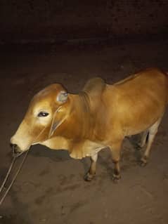 Qurbani