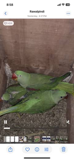 Raw Parrot baby