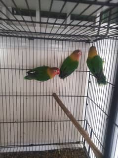 love birds breeder pairs 1500 per pair  03135778848