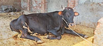 For Sale Qurbani Bachra