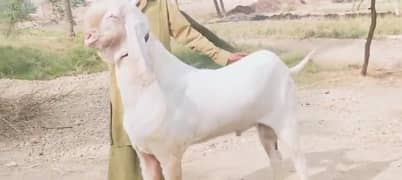 Rajanpuri Bakra qurbani lagne wala for sale/ 03704815729