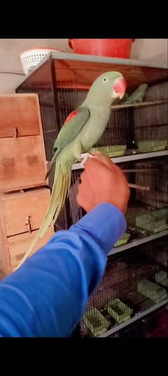 talking female for sale