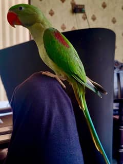 raw parrot male