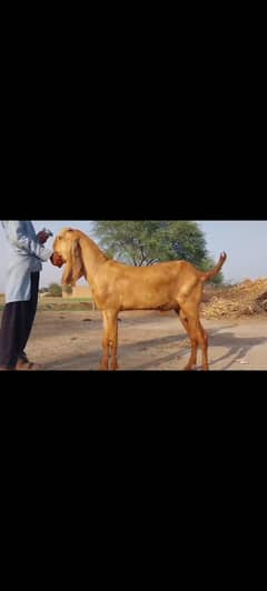 bohat