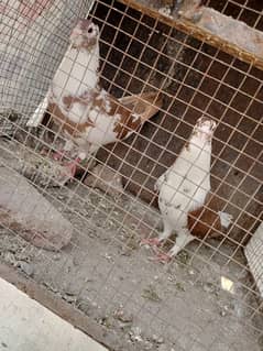 Sherazi pigeons
