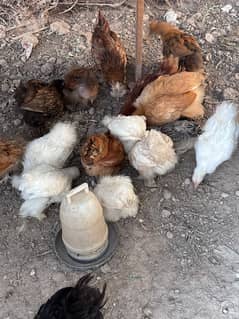 Chicks for sale!